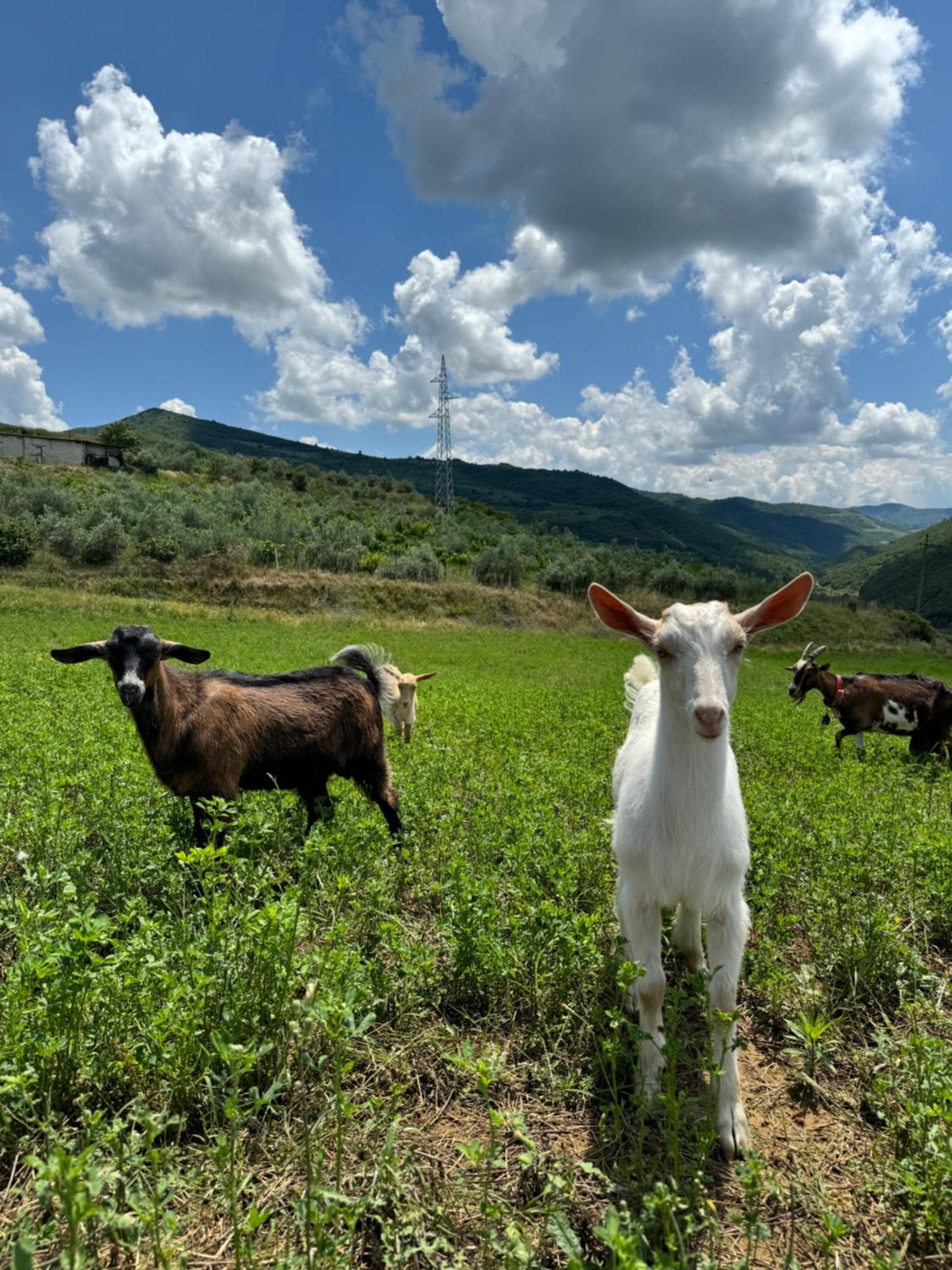 ホテル Farm River And Kanoe Polican エクステリア 写真