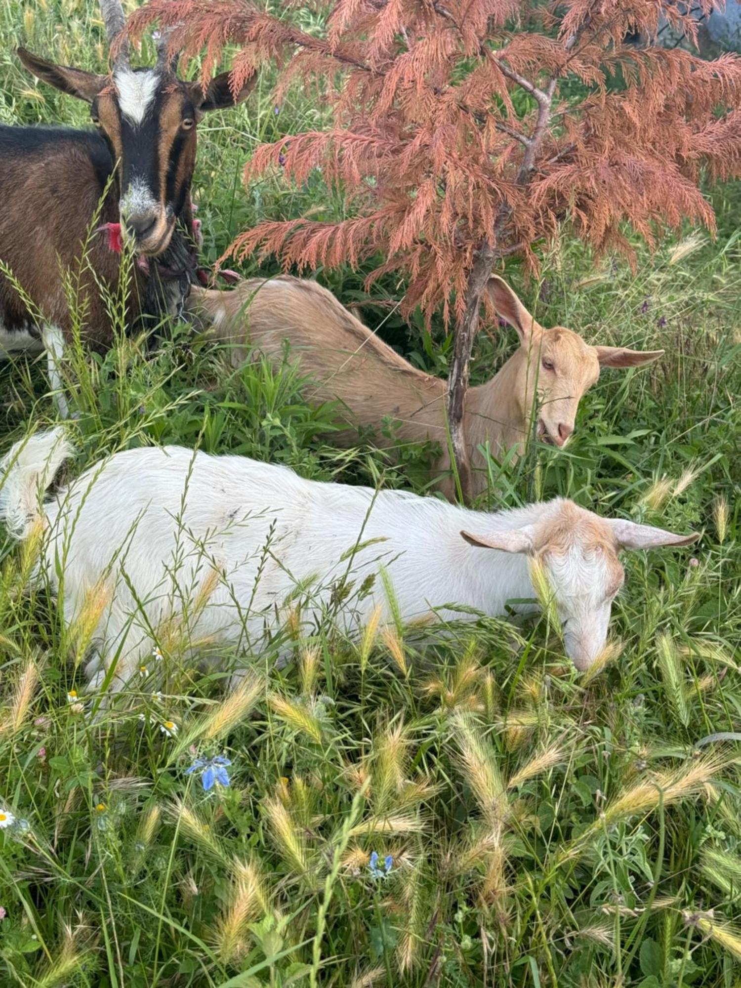 ホテル Farm River And Kanoe Polican エクステリア 写真